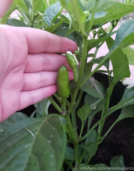 veronikaplants porn star img