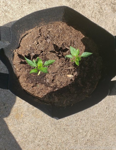 veronikaplants pornstar sex galleries