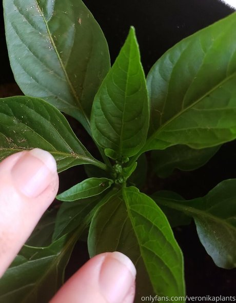 veronikaplants pornstar naked img