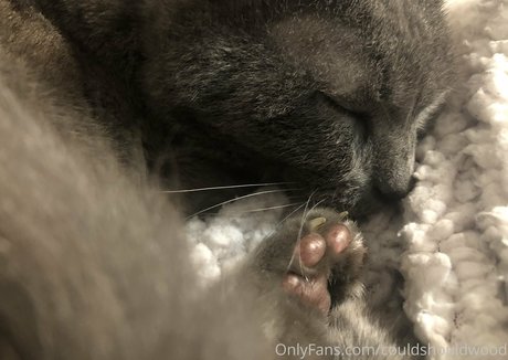 couldshouldwood star nice image