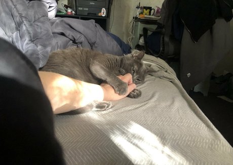 couldshouldwood star nudes img