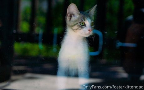 fosterkittendad model top archive