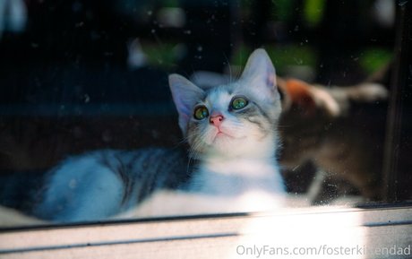 fosterkittendad top model picture