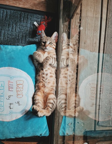 fosterkittendad perfect actress pictures