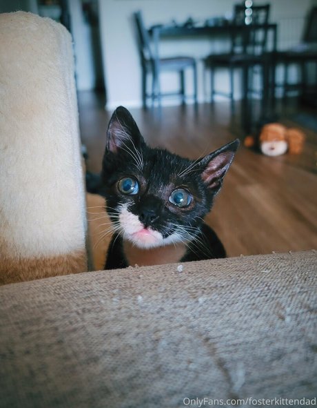 fosterkittendad model pornographic pictures