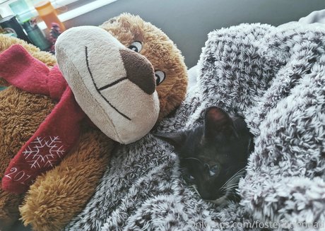 fosterkittendad art pornstar pictures