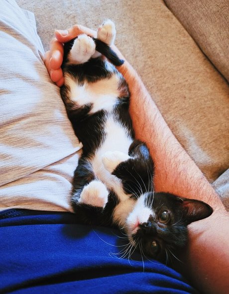 fosterkittendad beautiful model images