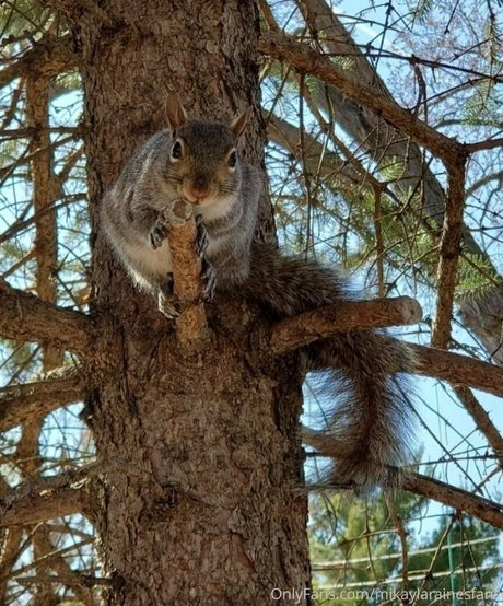 mikaylarainesfans star free images