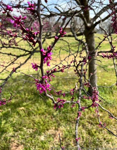 delilaheve pornstar pretty photo