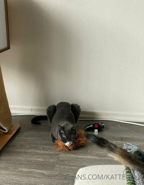 kattercup pretty actress gallery