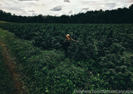 danceincannabis high quality pornstar gallery