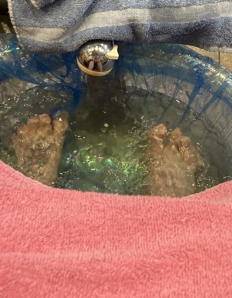 theapplejacked nice star galleries