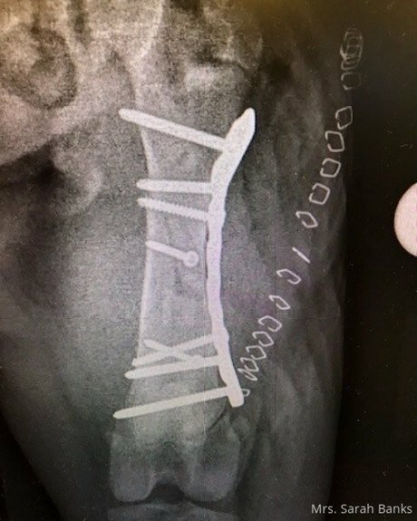 tattooed shemale onlyfans sexy nudes pictures