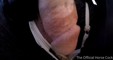 horse cock model nice photos