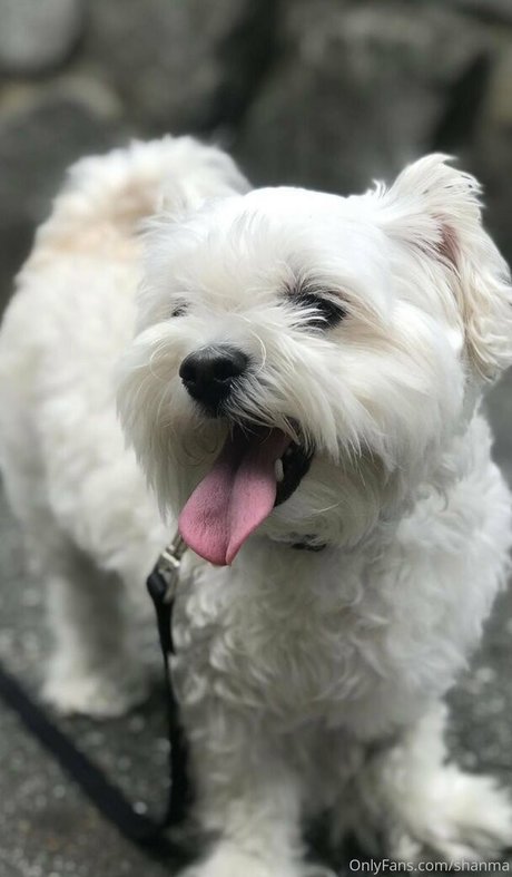 shanma nude pornstar photos