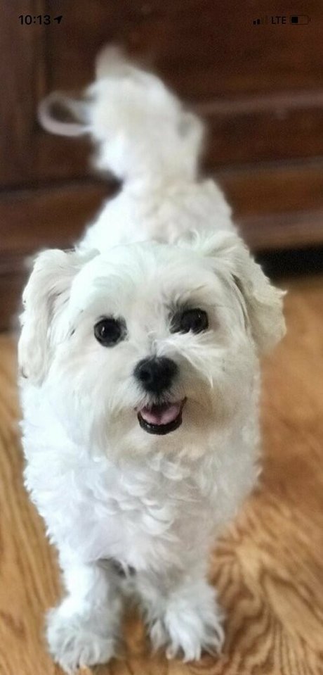 shanma model nice images