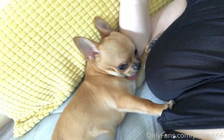 Pchan 666 art model picture