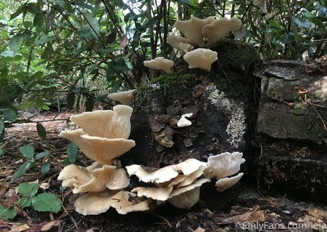 NSFWLeia star hot picture