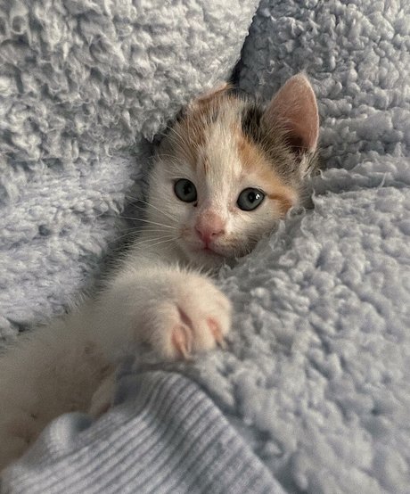 emss x perfect star photos