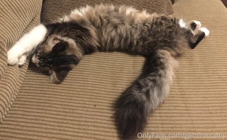 geminiscamp nude star pictures