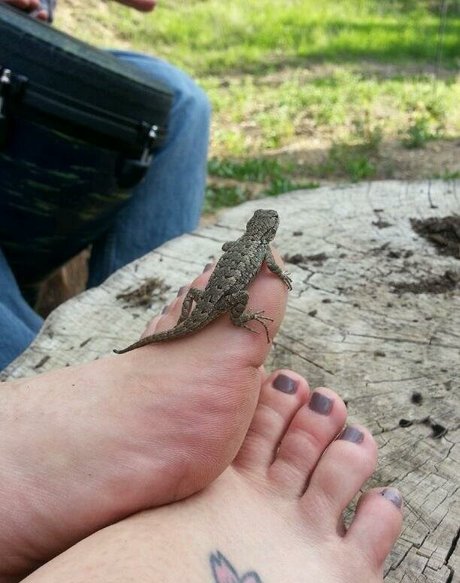 Ashley Soles pornstar free image