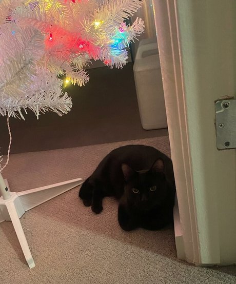 drearoseee best pornstar gallery