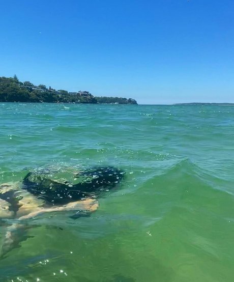 Sirenkahls high quality model pictures