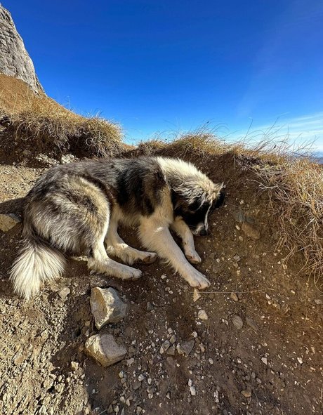 Anisyia_ high quality pornstar image