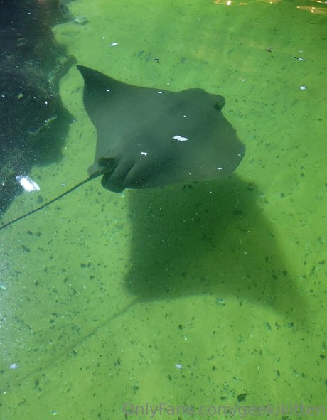 geekikitten nice star image