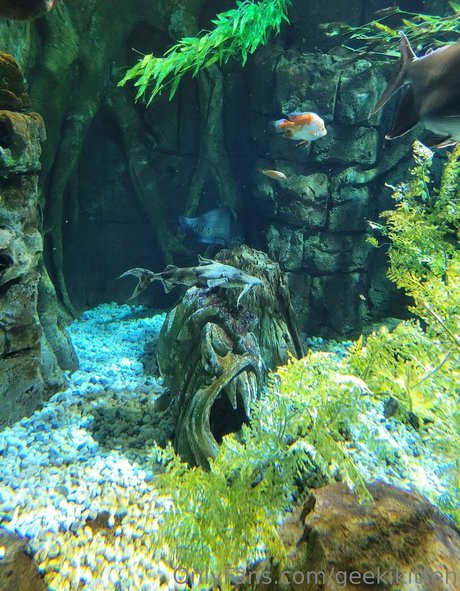 geekikitten art model galleries