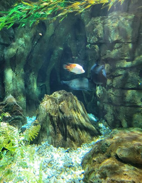 geekikitten star high quality pictures