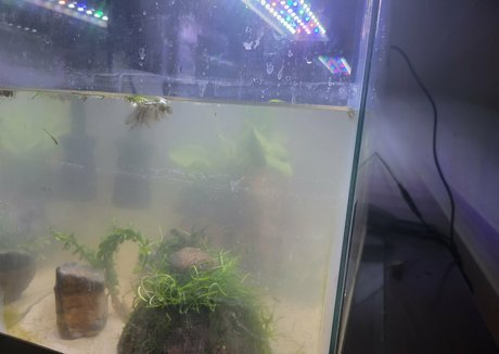 geekikitten perfect star pic