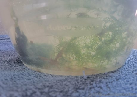 geekikitten naked model pics