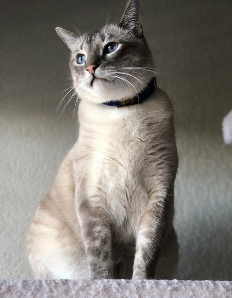 wolf6actual high quality star img