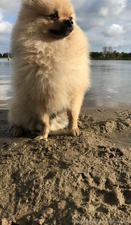 siswetlive best star img