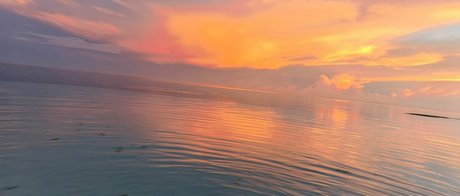 Lionrynn star gallery