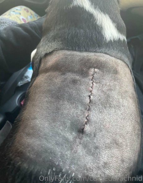 CursedArachnid model pretty picture