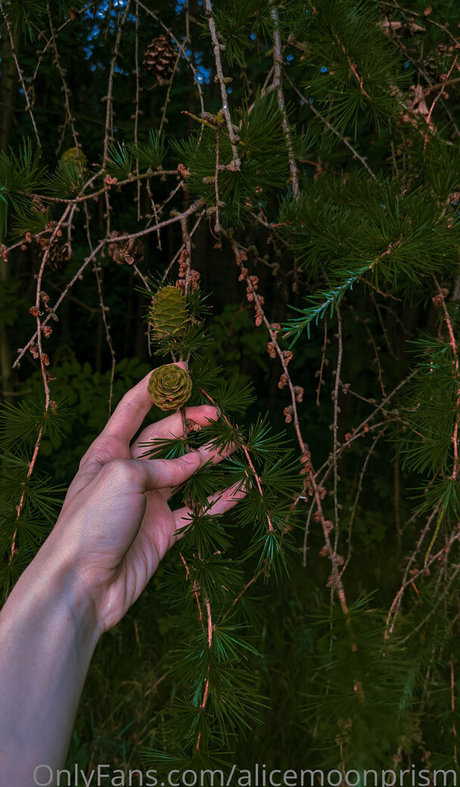 alicemoonprism star erotic photo