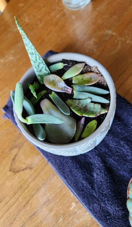 fey octavia free xxx model pictures