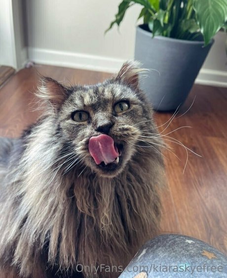 kiaraskyefree hot pornstar pic