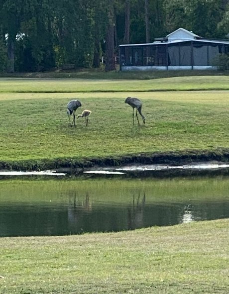 cocovandi naked model galleries