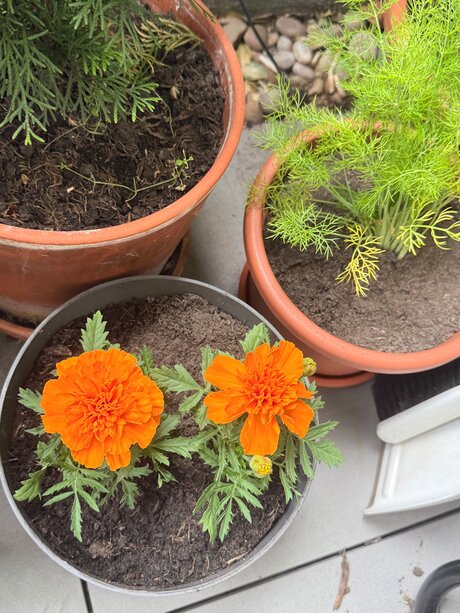 Evelynwhite hot pornstar archive