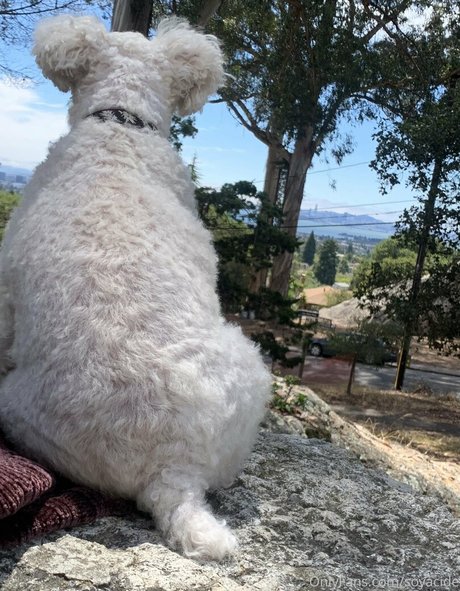 Soyacide model top galleries