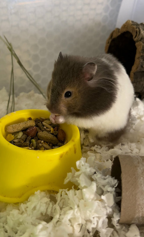 imrosebeck nudes actress archive