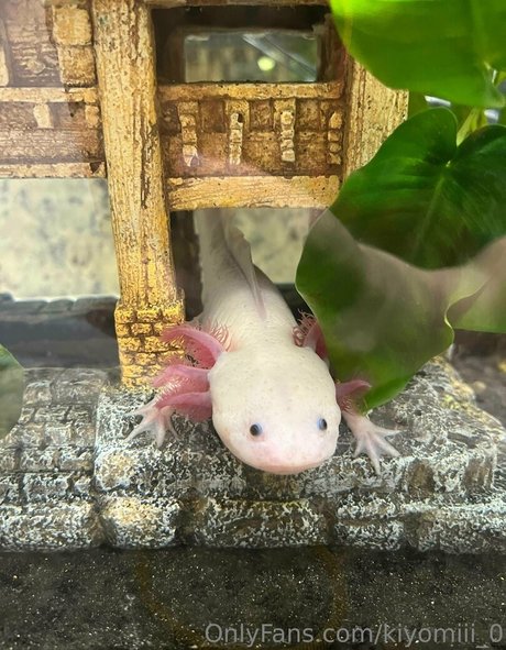 midget nude onlyfans sexy naked archive