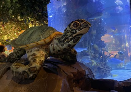 mistylovelace hd pornstar pics