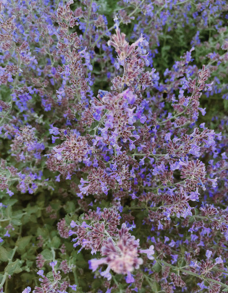 joi pov onlyfans exclusive pic