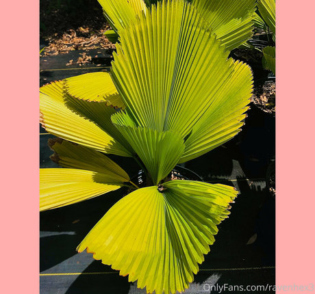 ravenhex3 Quick model image