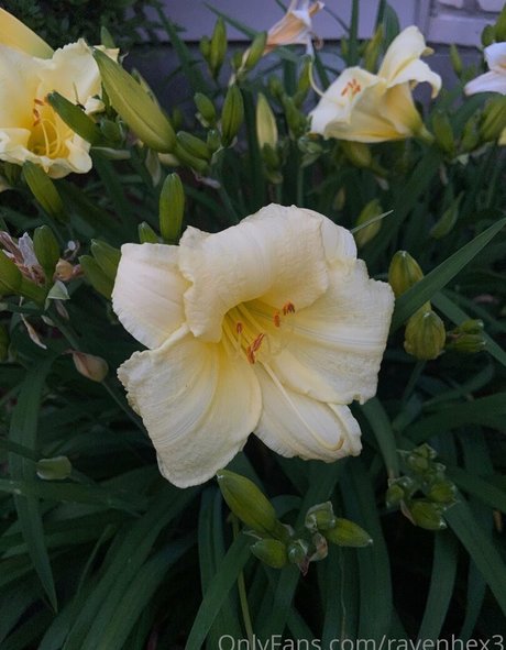 ravenhex3 star exclusive galleries