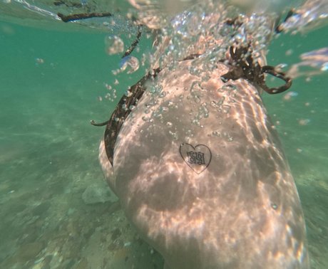 Paladinamber naked model img